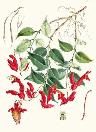 Aeschynanthus Peelii, H.f. and T., Walter Hood Fitch
