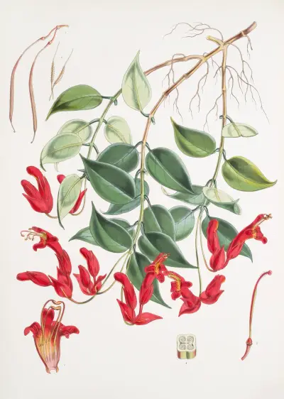 Aeschynanthus Peelii, H.f. & T. av Walter Hood Fitch