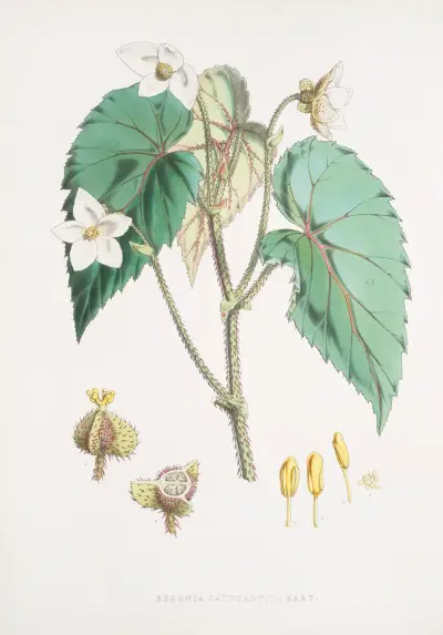 Begonia Cathcartii, H. f. et T. av Walter Hood Fitch