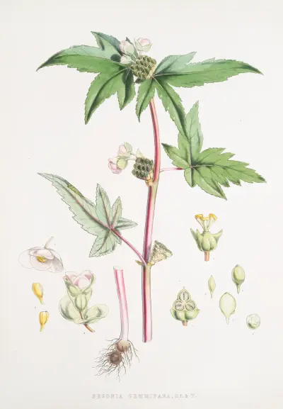 Begonia Gemmipara, H.f. et T. av Walter Hood Fitch