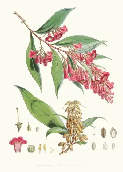 Buddleia Colvilei, H.f. and T., Walter Hood Fitch