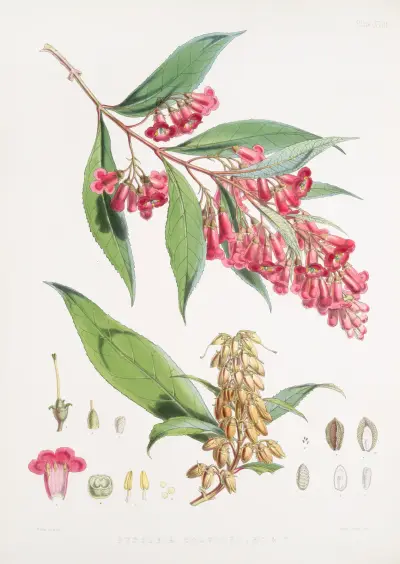 Buddleia Colvilei, H.f. & T. av Walter Hood Fitch