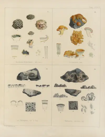 Cryptogamic botany of the Antarctic voyage of H.M. Discovery ships Erebus and Terror in the years 1839 Pl.68 av Walter Hood Fitch