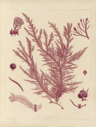 Cryptogamic botany of the Antarctic voyage of H.M. Discovery ships Erebus and Terror in the years 1839 Pl.57 av Walter Hood Fitch