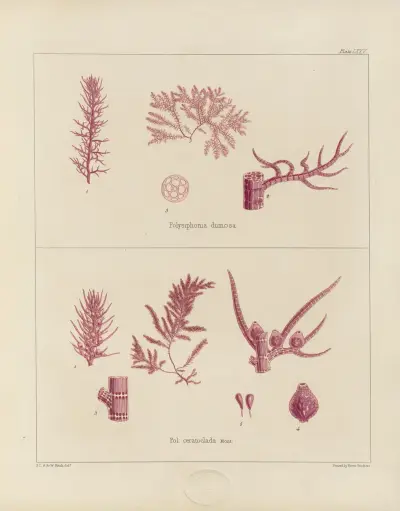 Cryptogamic botany of the Antarctic voyage of H.M. Discovery ships Erebus and Terror in the years 1839 Pl.19 av Walter Hood Fitch