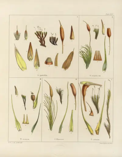 Cryptogamic botany of the Antarctic voyage of H.M. Discovery ships Erebus and Terror in the years 1839 Pl.02 av Walter Hood Fitch