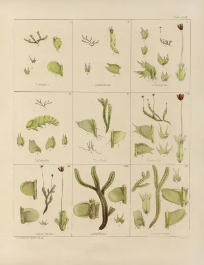 Cryptogamic botany of the Antarctic voyage of H.M. Discovery ships Erebus and Terror in the years 1839 Pl.33 av Walter Hood Fitch
