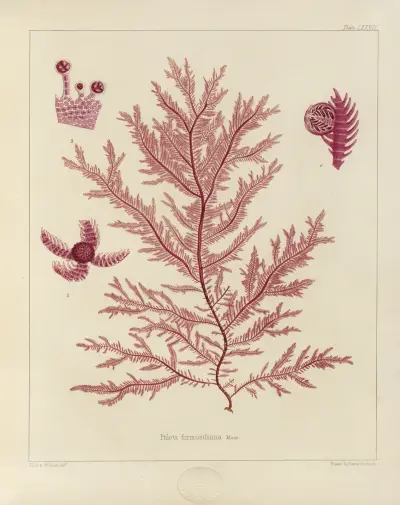 Cryptogamic botany of the Antarctic voyage of H.M. Discovery ships Erebus and Terror in the years 1839 Pl.21 av Walter Hood Fitch