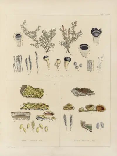 Cryptogamic botany of the Antarctic voyage of H.M. Discovery ships Erebus and Terror in the years 1839 Pl.67 av Walter Hood Fitch