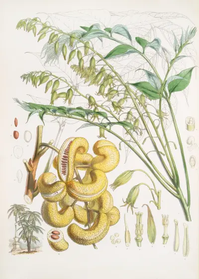 Decaisnea Insignis, H.f. et T. av Walter Hood Fitch