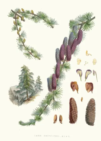 Larix Griffithii, H.f. and T., Walter Hood Fitch