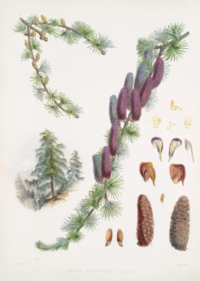 Larix Griffithii, H.f. & T. av Walter Hood Fitch
