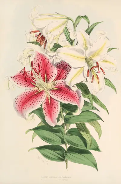 Lilium auratum var Parkmanm, Walter Hood Fitch
