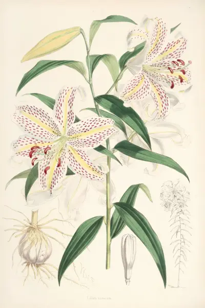 Lilium auratum, Walter Hood Fitch