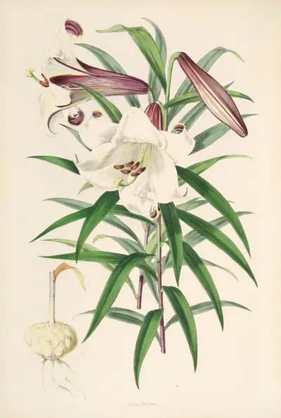 Lilium Browni, Walter Hood Fitch