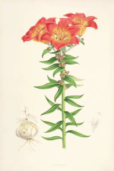 Lilium bulbiferum, Walter Hood Fitch