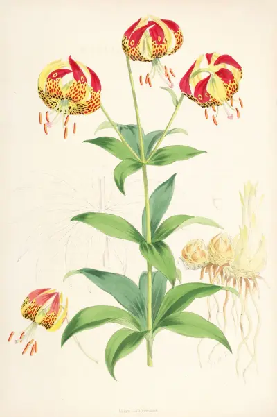 Lilium Californicum, Walter Hood Fitch
