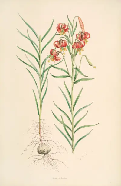 Lilium callosum, Walter Hood Fitch