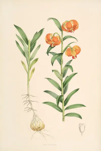 Lilium Carniolicum, Walter Hood Fitch