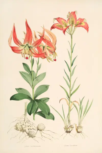 Lilium Carolinianum, Walter Hood Fitch