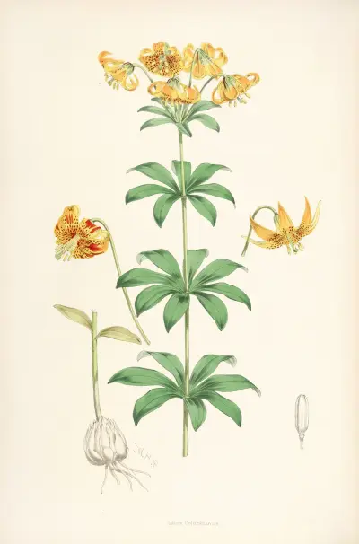 Lilium Columbianum, Walter Hood Fitch
