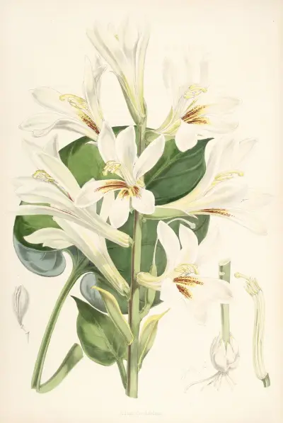 Lilium Cordifolium, Walter Hood Fitch