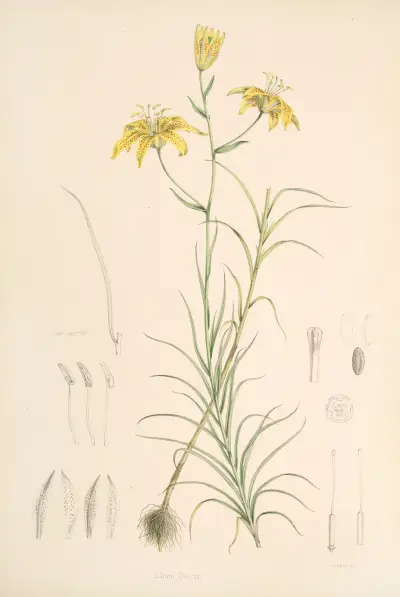 Lilium Davidi, Walter Hood Fitch