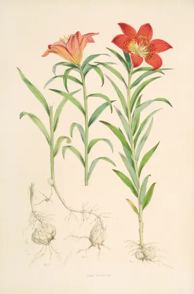 Lilium Davuricum, Walter Hood Fitch