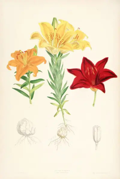 Lilium elegans var alutaceum, Walter Hood Fitch