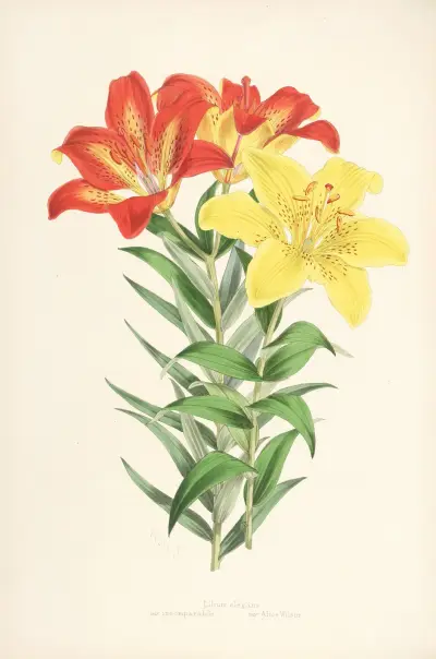 Lilium elegans var incomparabile, Walter Hood Fitch