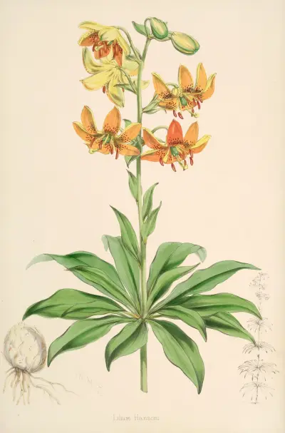 Lilium Hansoni, Walter Hood Fitch