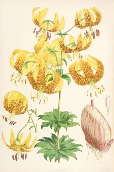Lilium Humboldti, Walter Hood Fitch