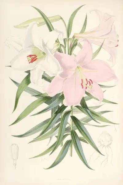 Lilium Japonicum, Walter Hood Fitch