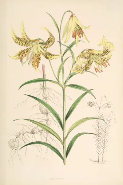Lilium Leichtlinii, Walter Hood Fitch