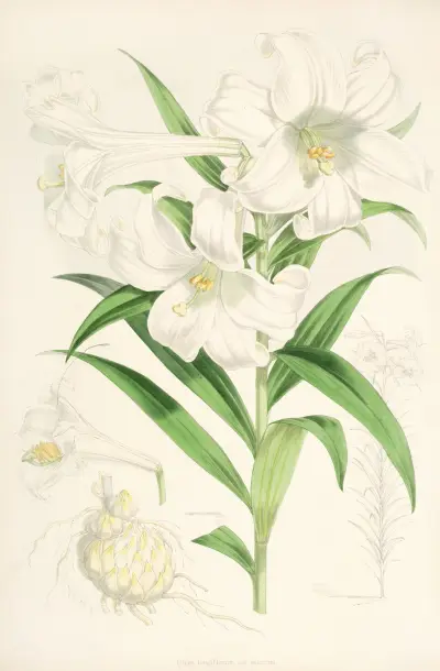 Lilium lingiflorium, Walter Hood Fitch