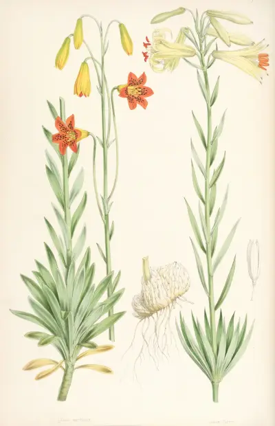 Lilium maritimum, Walter Hood Fitch