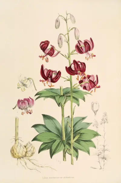 Lilium martagon var dalmaticum, Walter Hood Fitch