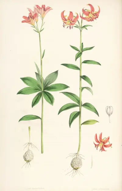 Lilium medeoloides, Walter Hood Fitch