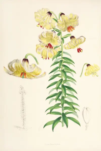 Lilium Monadelphum., Walter Hood Fitch