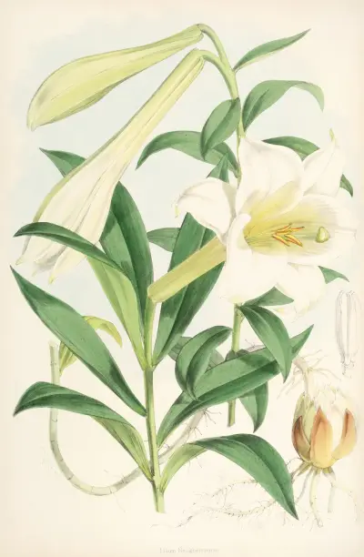 Lilium Neilgherriense, Walter Hood Fitch