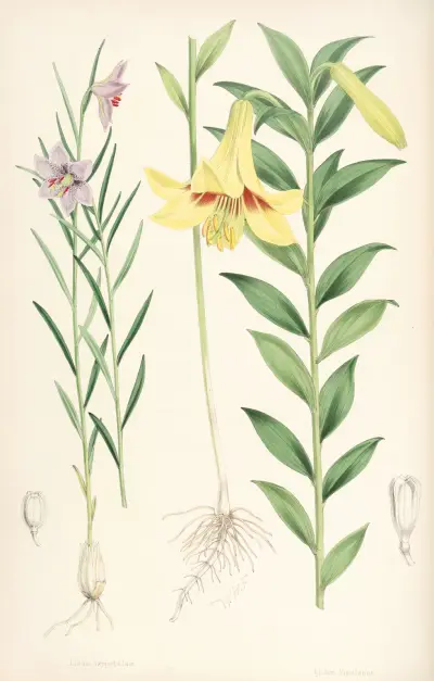 Lilium oxypetalum, Walter Hood Fitch
