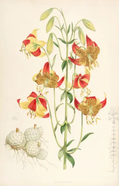 Lilium pardalinum, Walter Hood Fitch