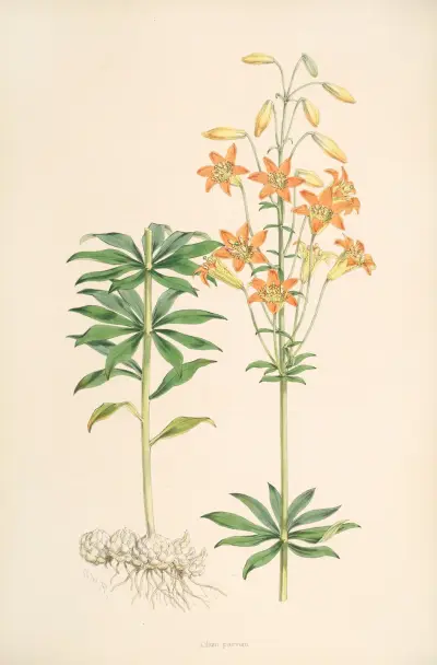 Lilium parvum, Walter Hood Fitch