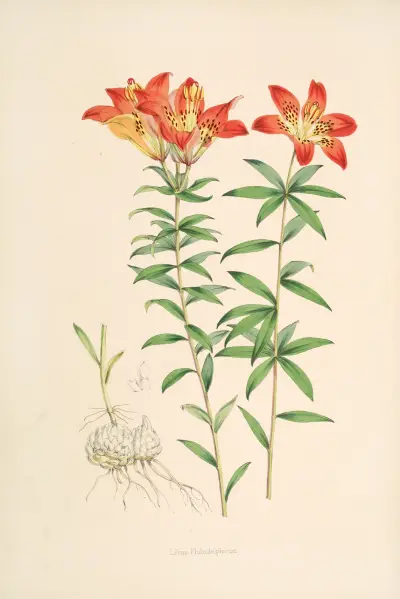 Lilium Philadelphicum, Walter Hood Fitch