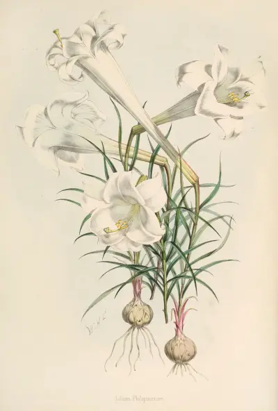 Lilium Philipinense, Walter Hood Fitch
