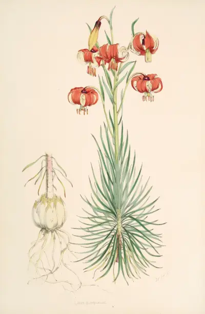 Lilium Pomponium, Walter Hood Fitch