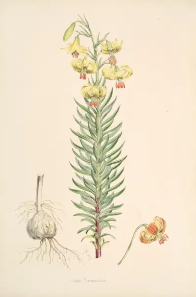 Lilium Pyrenaicum, Walter Hood Fitch