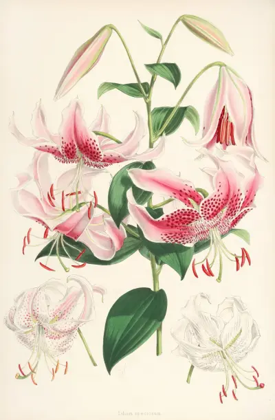 Lilium speciosum, Walter Hood Fitch