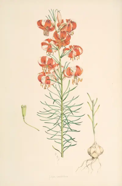 Lilium Tenuifolium, Walter Hood Fitch
