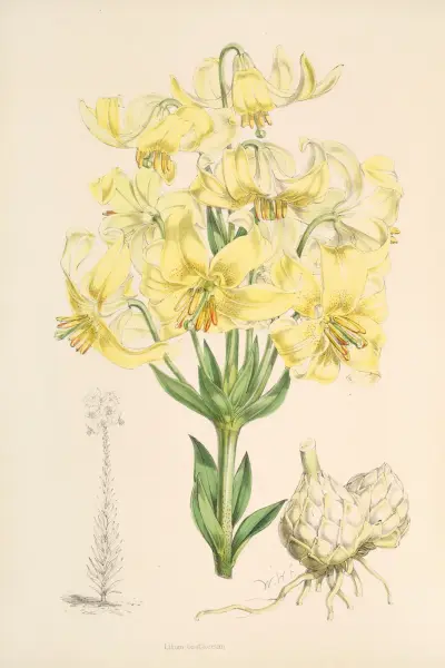 Lilium testaceum, Walter Hood Fitch
